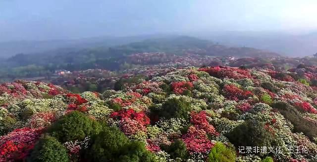 山海之间:一个游子眼中的百里杜鹃转型之路-图片3