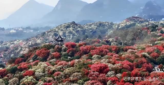 山海之间:一个游子眼中的百里杜鹃转型之路-图片10