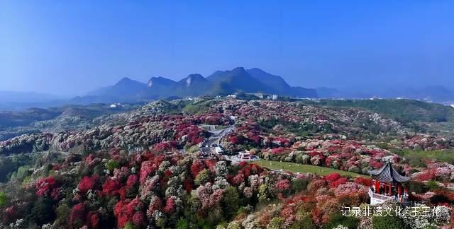 山海之间:一个游子眼中的百里杜鹃转型之路-图片15