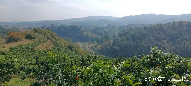 金沙橙红点亮山野 恒丰果蔬带来丰收喜悦