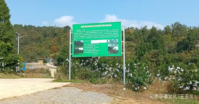 金沙橙红点亮山野 恒丰果蔬带来丰收喜悦