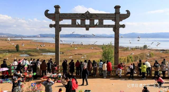 千里宾客如约至 万鸟齐舞草海湖——红嘴鸥飞抵威宁草海越冬