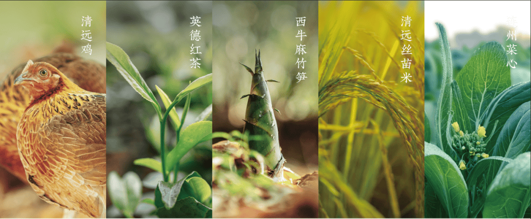 来清远需要几个理由？一个就够了！-图片30