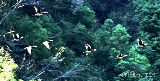 石阡1500余只野生鸳鸯成群栖息构成优美的生态画卷