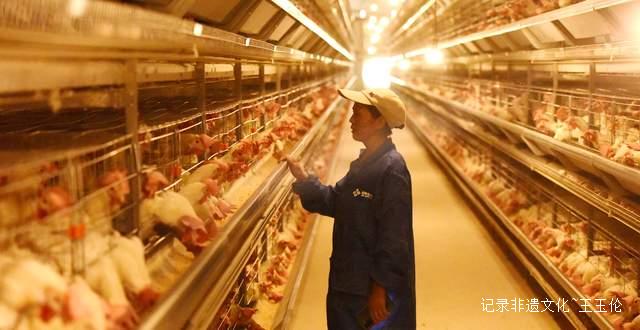 智能养殖“孵”出乡村振兴新希望——探访水城区营盘乡10万羽蛋鸡的“智慧生活”