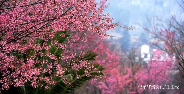 暖冬樱霞:月照谷里冬日的粉色诗行