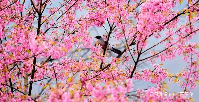 暖冬樱霞：月照谷里冬日的粉色诗行