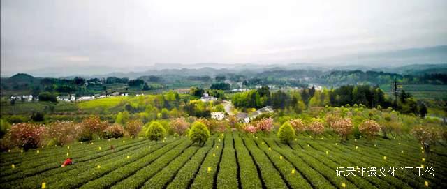 茶香漫道是长征——记“龙泉剑茗”之父刘长征-图片3