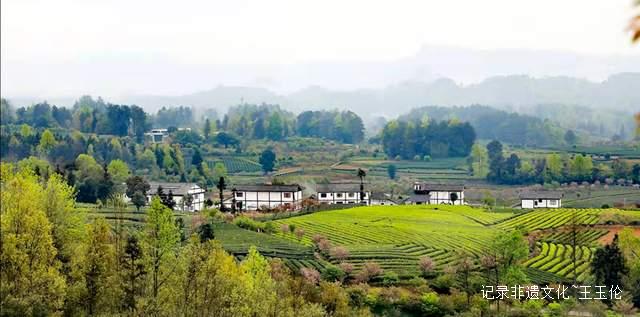 茶香漫道是长征——记“龙泉剑茗”之父刘长征-图片5