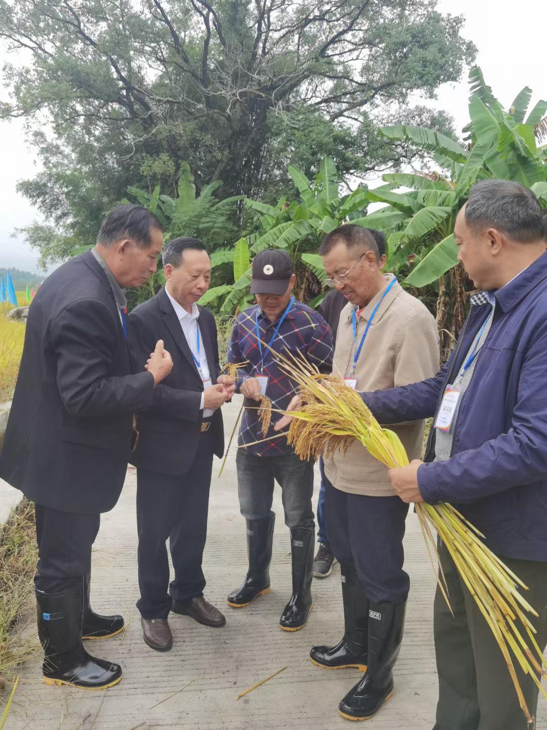 千年古村育佳稻 邓泗洲品牌稻米获评“2025中国最美县域指定大米”-图片2