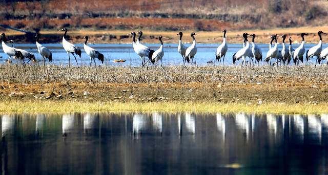 飞羽黔行探秘草海，鹤舞高原共话保护   ——贵州威宁举办草海观鸟竞赛暨黑颈鹤保护主题交流活动-图片4