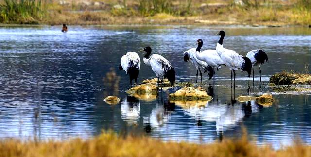 飞羽黔行探秘草海，鹤舞高原共话保护   ——贵州威宁举办草海观鸟竞赛暨黑颈鹤保护主题交流活动-图片7