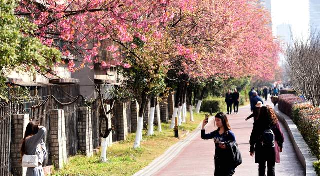 水城河畔樱如霞：冬日的春日邀约