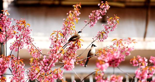 水城河畔樱如霞：冬日的春日邀约