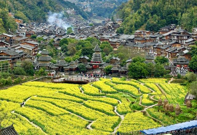 黎平肇兴侗寨新年油菜花海绽放吸引游客踏青赏花打卡