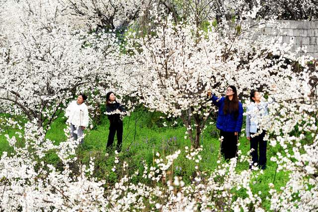 花开最早枝头占 春在发耳第一枝——六盘水水城区发耳镇1.8万亩樱桃花海绘就乡村振兴新画卷
