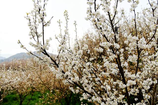 花开最早枝头占 春在发耳第一枝——六盘水水城区发耳镇1.8万亩樱桃花海绘就乡村振兴新画卷