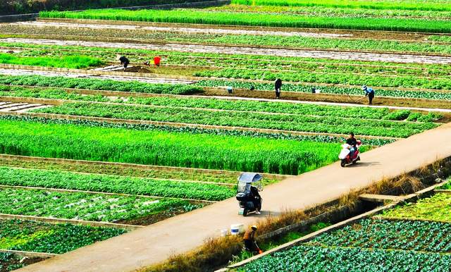 【新春走基层】水城区米箩镇：春耕生产正当时田间管护促增收