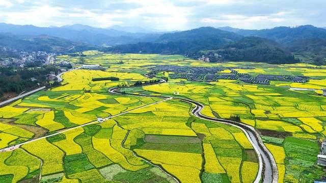 剑河南明：千亩油菜花海绘春色 “赏花经济”助力乡村振兴