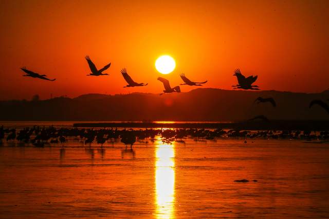 草海惜别“高原精灵”：春暖北迁歌一曲，相约入冬再见卿-图片1