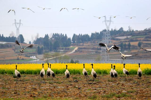 草海惜别“高原精灵”：春暖北迁歌一曲，相约入冬再见卿-图片3