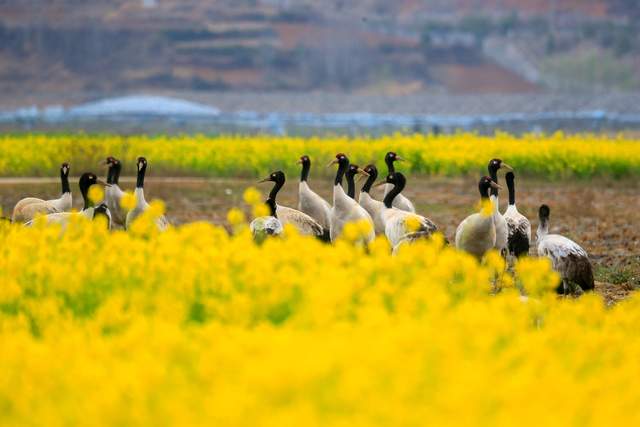 草海惜别“高原精灵”：春暖北迁歌一曲，相约入冬再见卿-图片2