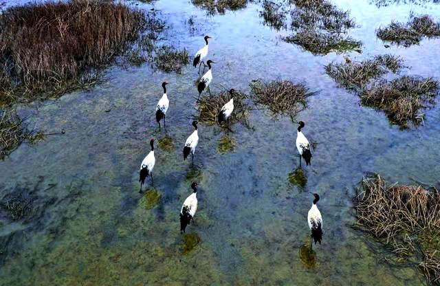 草海惜别“高原精灵”：春暖北迁歌一曲，相约入冬再见卿-图片4