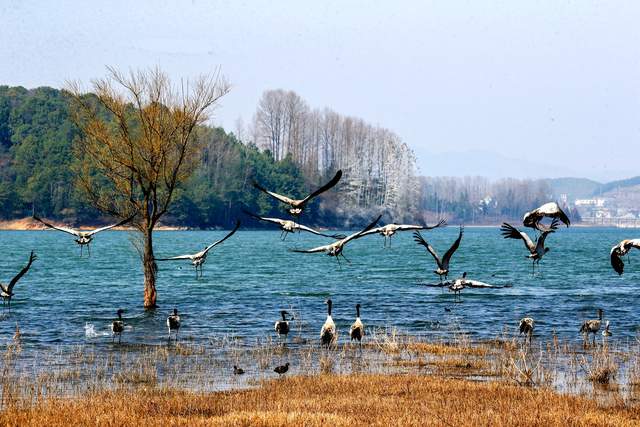 草海惜别“高原精灵”：春暖北迁歌一曲，相约入冬再见卿-图片6