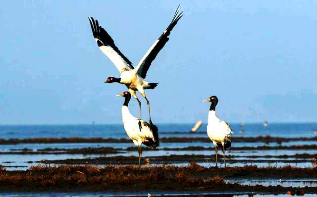 草海惜别“高原精灵”：春暖北迁歌一曲，相约入冬再见卿-图片5