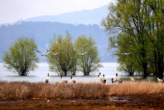 草海惜别“高原精灵”：春暖北迁歌一曲，相约入冬再见卿-图片7