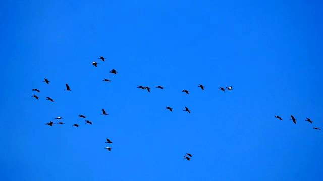 草海惜别“高原精灵”：春暖北迁歌一曲，相约入冬再见卿-图片9