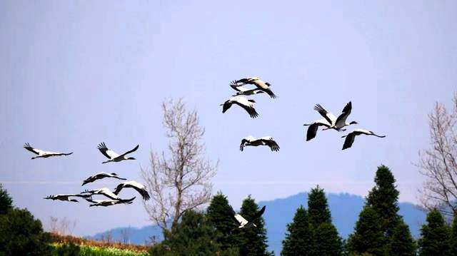 草海惜别“高原精灵”：春暖北迁歌一曲，相约入冬再见卿-图片8