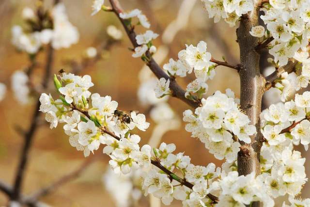 乌蒙深山车厘子花开“致富梦”——中水镇小寨社区三千亩基地管护见闻