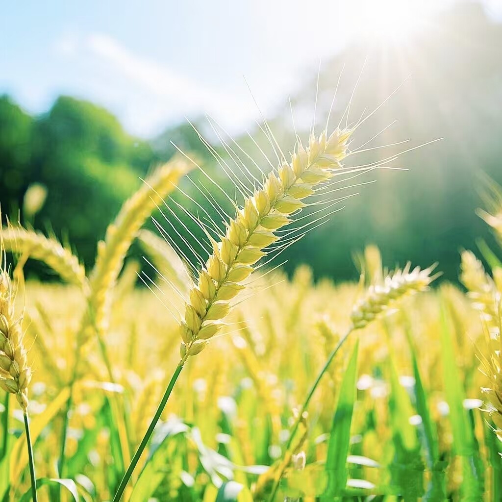 传承和弘扬“中华素食文化”的倡议-图片1